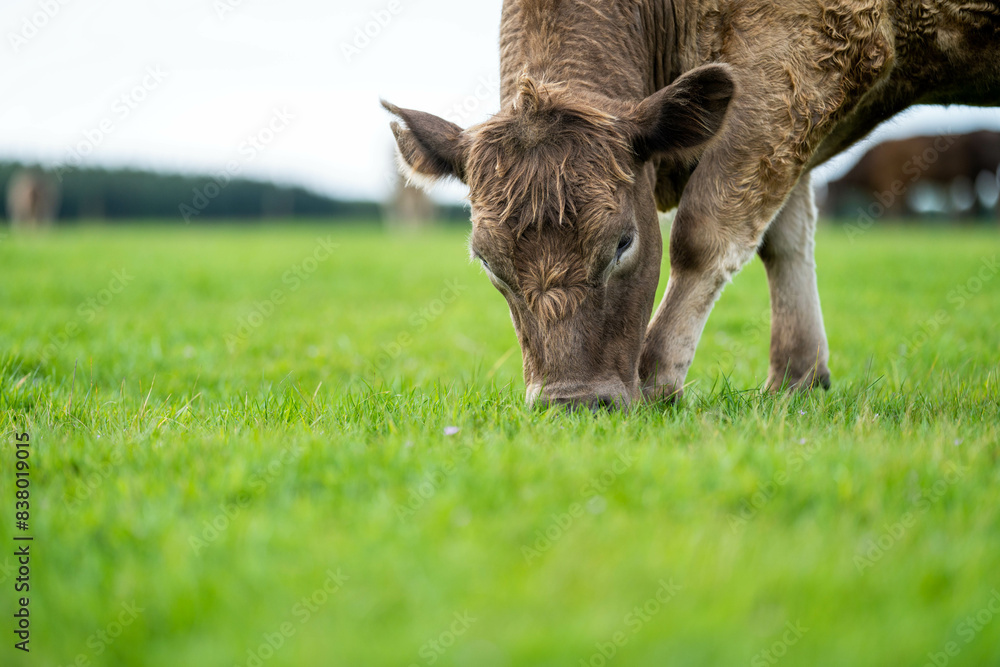 beautiful cattle in Australia eating grass, grazing on pasture. Herd of cows free range beef being regenerative raised on an agricultural farm. Sustainable farming beautiful cattle in Australia eating grass, grazing on pasture. Herd of cows free range beef being regenerative raised on an agricultural farm. Sustainable farming