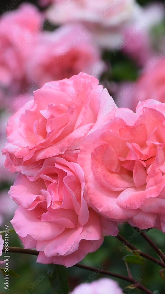 Beautiful fresh roses in the park. Garden flowers. Beauty in nature. Close up. Video.