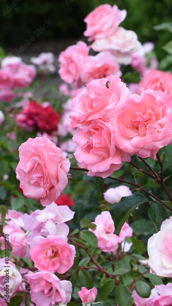 Beautiful fresh roses in the park. Garden flowers. Beauty in nature. Close up. Video. Beautiful fresh roses in the park. Garden flowers. Beauty in nature. Close up. Video.