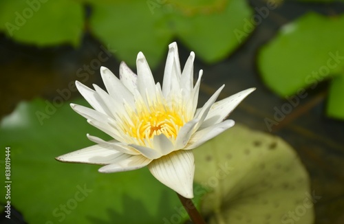 white lotus with yellow pollen water lily flower on black background