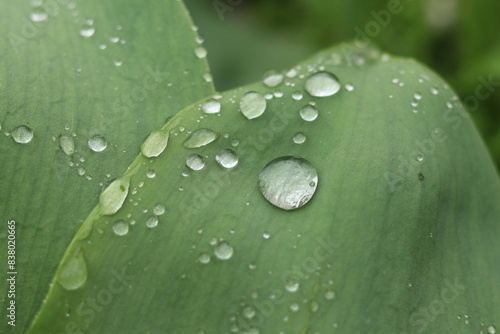 Transparent droplets of summer rain on the hydrophobic surface of tulip leaves.