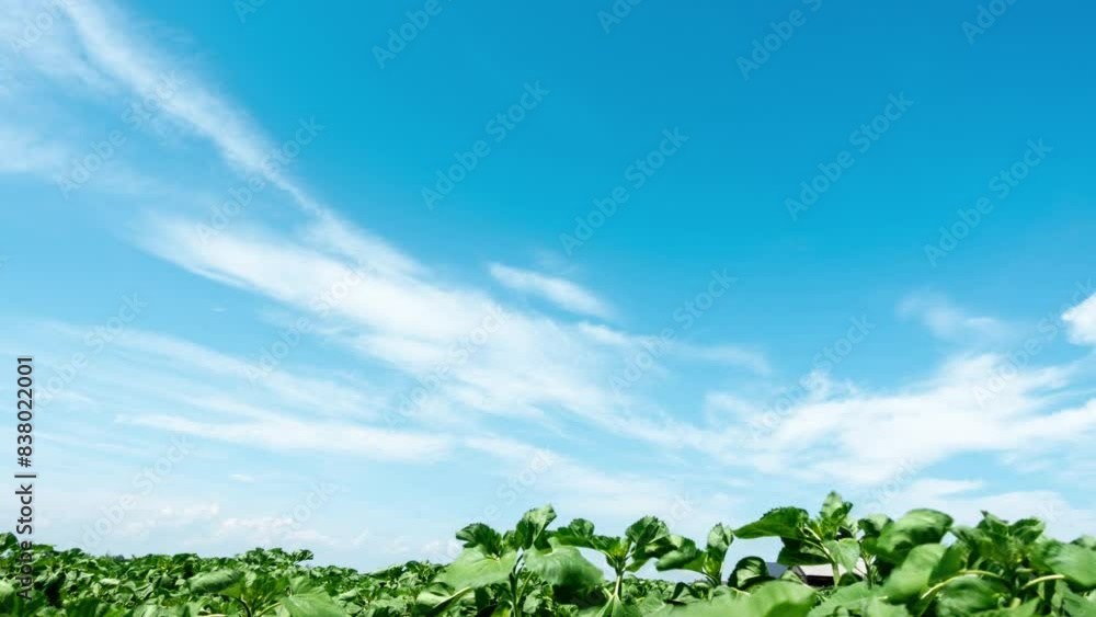 Blue Sky with White Clouds with Sunflower Field. Puffy Fluffy White Clouds Moving Fast. Cumulus Cloudscape Timelapse. Summer Nature Weather Sky Time Lapse Video Blue Sky with White Clouds with Sunflower Field. Puffy Fluffy White Clouds Moving Fast. Cumulus Cloudscape Timelapse. Summer Nature Weather Sky Time Lapse Video