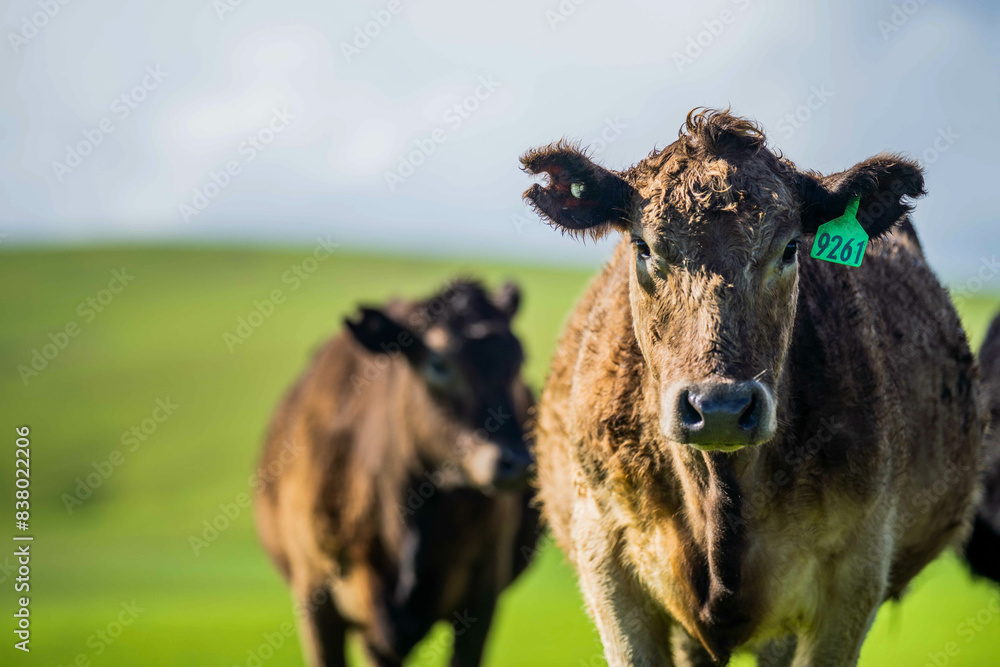 Fototapeta premium herd of big fat steers grazing on lush long green pasture in a field on a. beef cattle farm in Australia in spring, with regenerative native pasture