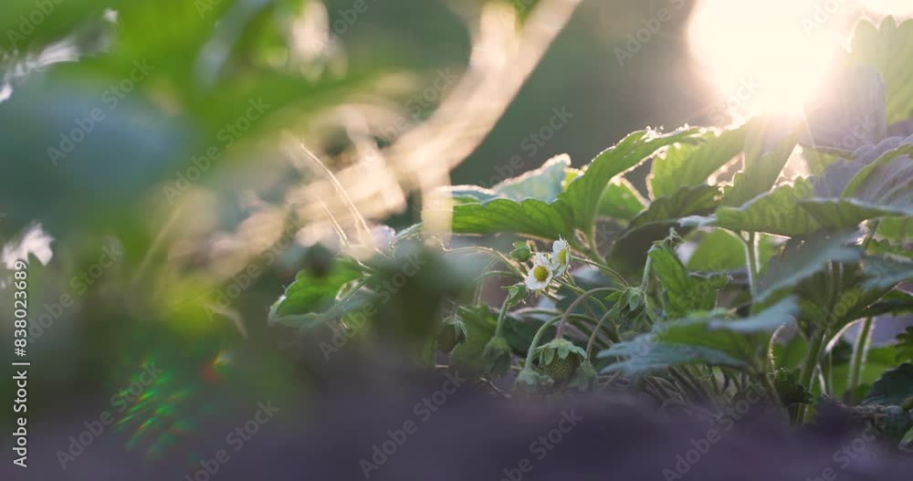 Closeup Blooming Bush and Ripening Berries Strawberry in Rays Glare Sun on Background Sunset on Farm, Slow motion. Agriculture, Agricultural Business, Farmland, Fruit Plant on Farmers Garden Bed. Closeup Blooming Bush and Ripening Berries Strawberry in Rays Glare Sun on Background Sunset on Farm, Slow motion. Agriculture, Agricultural Business, Farmland, Fruit Plant on Farmers Garden Bed.