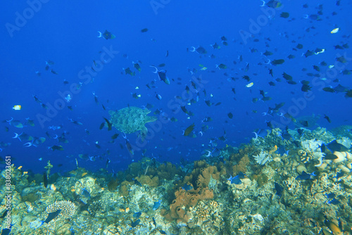 Indonesia Bunaken - Marine life Coral reef with tropical fish and sea turtle