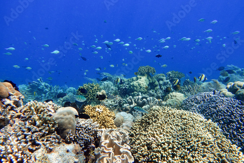 Indonesia Bunaken - Marine life Coral reef with tropical fish