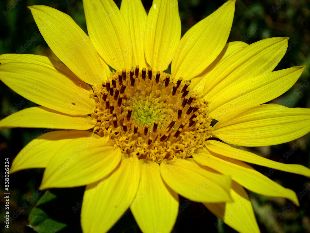 Girasole Girasole
