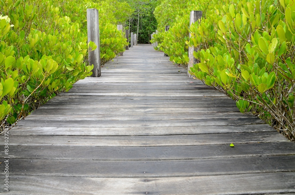 Walkway made from wood and the mangroves Walkway made from wood and the mangroves