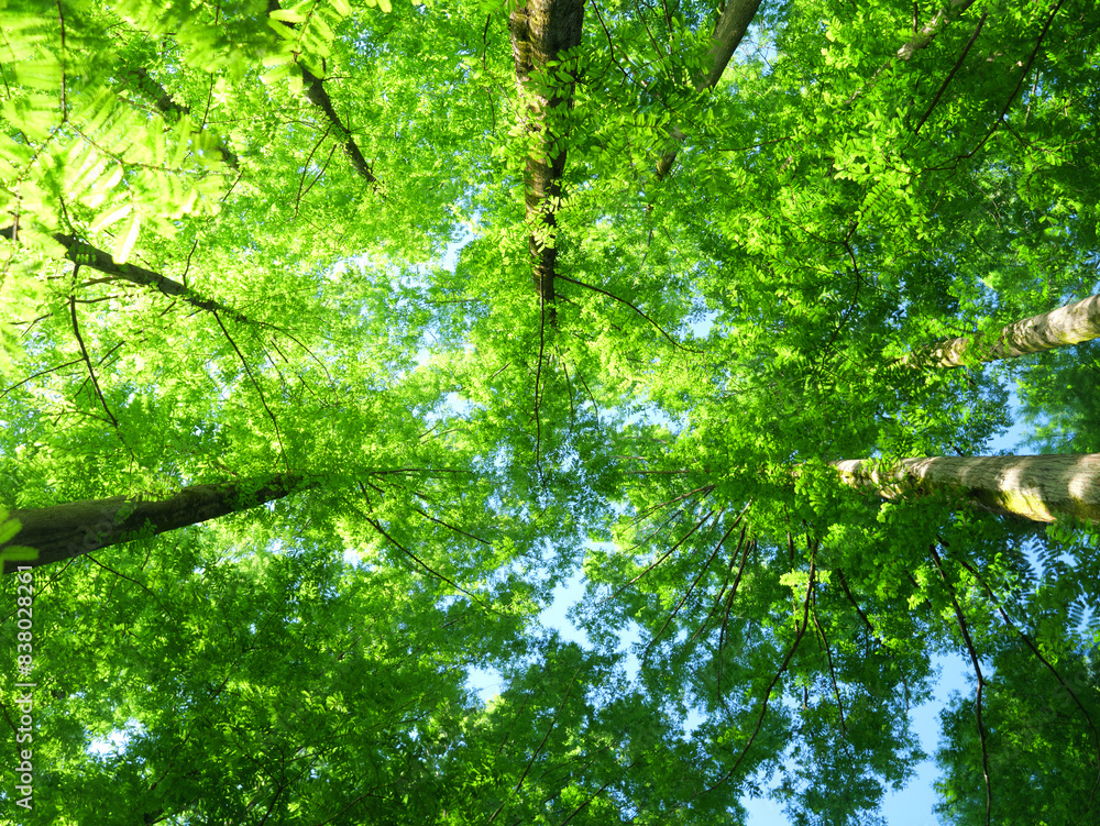 Fototapeta premium 日本、初夏、メタセコイヤの森を見上げる