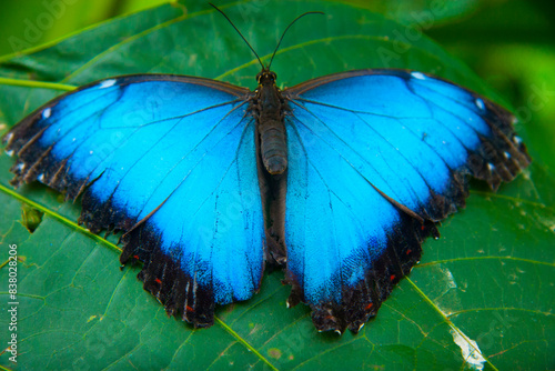 Morpho Peleides butterfly in Mindo, Ecuador photo