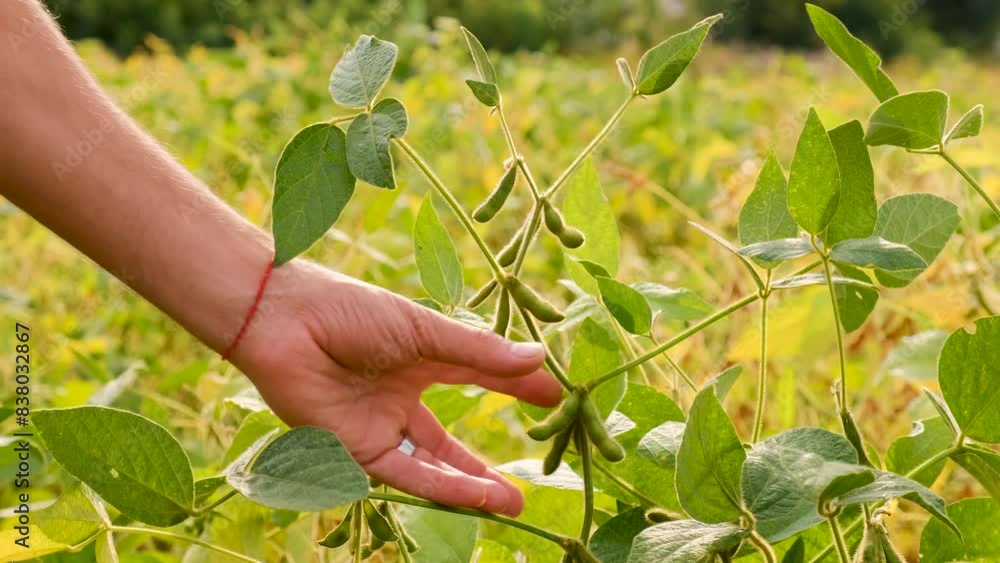 farmer in soybean field. Selective focus. farmer in soybean field. Selective focus.