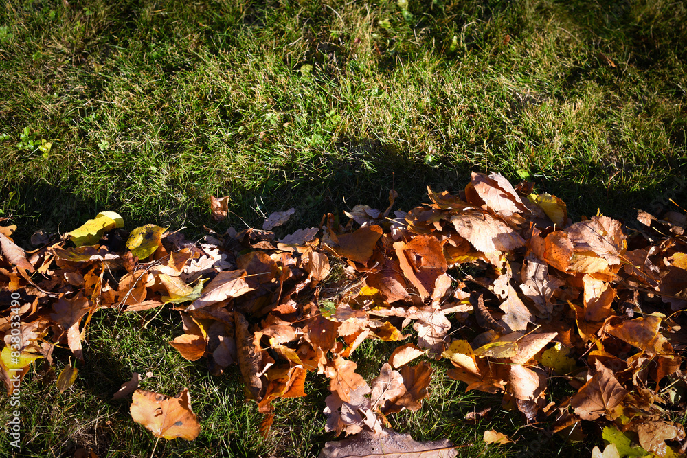 Rake with fallen leaves at autumn. Gardening during fall season. Falling leaves natural background. Czech Republic, Europe. Rake with fallen leaves at autumn. Gardening during fall season. Falling leaves natural background. Czech Republic, Europe.