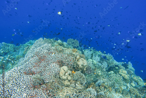 Indonesia Bunaken - Marine life Coral reef with tropical fish