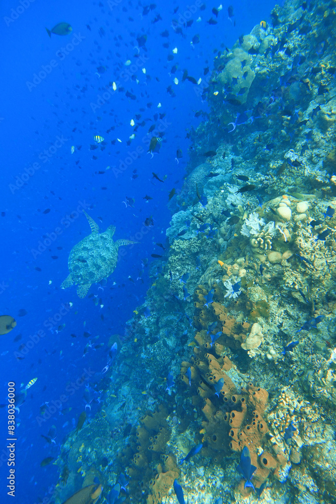 Fototapeta premium Indonesia Bunaken - Marine life Coral reef with tropical fish and sea turtle