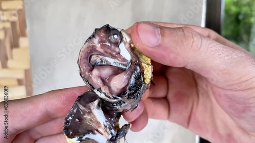 balut. Duck egg with embryo, traditional Asian food in the Philippines. balut open egg without shell