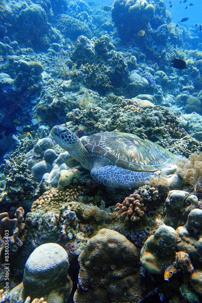 Fototapeta premium Indonesia Bunaken - Marine life Coral reef with tropical fish and sea turtle