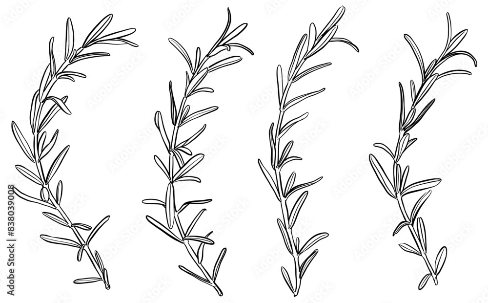 Naklejka premium ボタニカルなイラスト ローズマリー