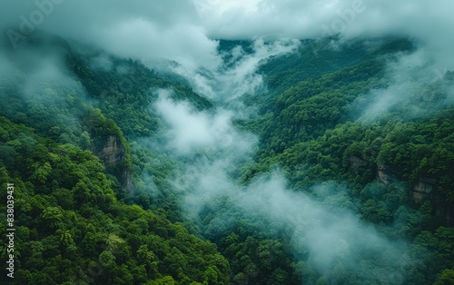 A lush green forest with a thick layer of fog covering the trees