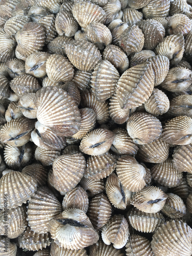 close up raw Cockle in market