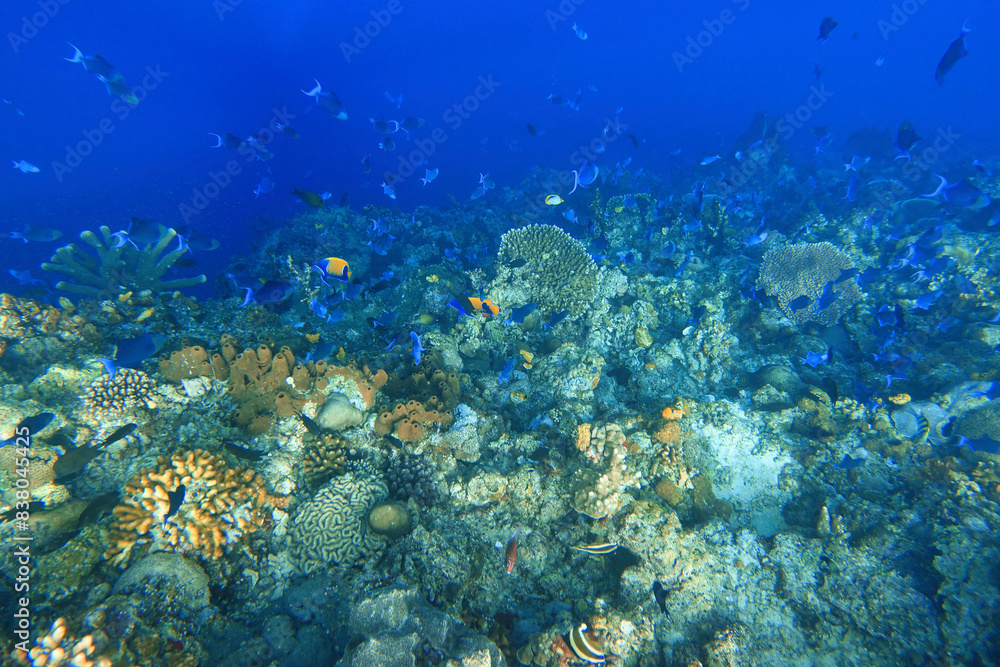 Naklejka premium Indonesia Bunaken - Marine life Coral reef with tropical fish