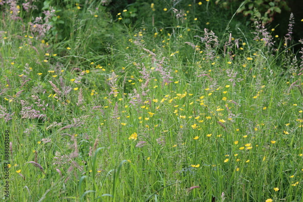 Cloe up photo of a meadow lawn, green grass, yellow wild flowers. Natural pattern. Summer field texture. Green abstract background. Cloe up photo of a meadow lawn, green grass, yellow wild flowers. Natural pattern. Summer field texture. Green abstract background.