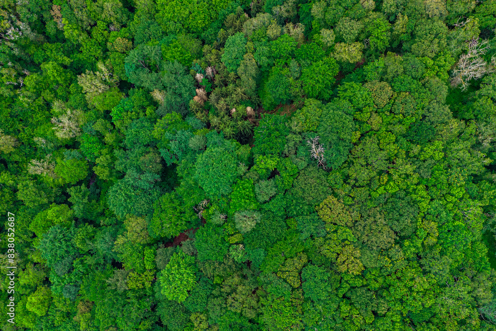 Fototapeta premium forest top view, Texture of green forest. The lungs of the Earth concept