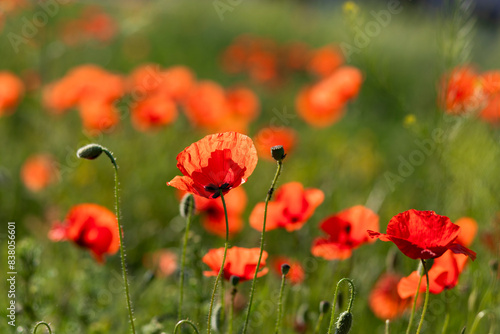 Field of poppy flowers papaver rhoeas in spring.
