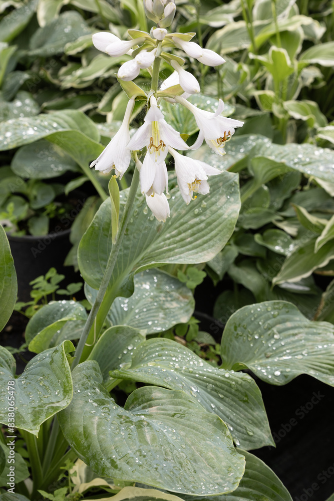 Hosta sieboldiana var. elegans (the giant blue hosta), has gained the Royal Horticultural Society's Award of Garden Merit Hosta sieboldiana var. elegans (the giant blue hosta), has gained the Royal Horticultural Society's Award of Garden Merit