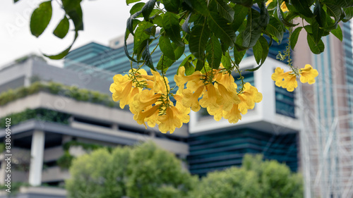 yellow flowers before a modern building photo