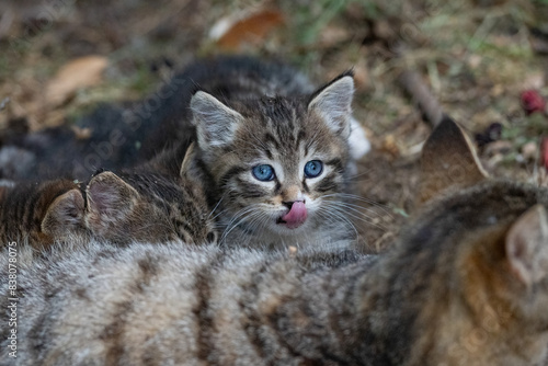 Stray kittens sucking their mum.
