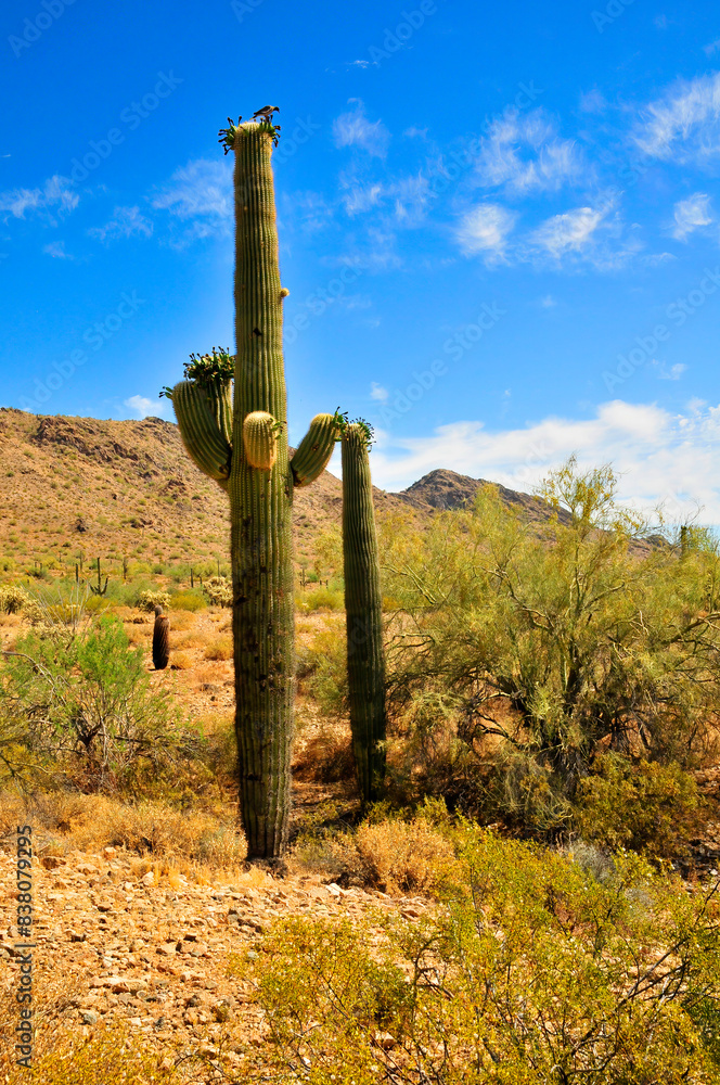 San Tan Mountains Sonora Desert Arizona San Tan Mountains Sonora Desert Arizona
