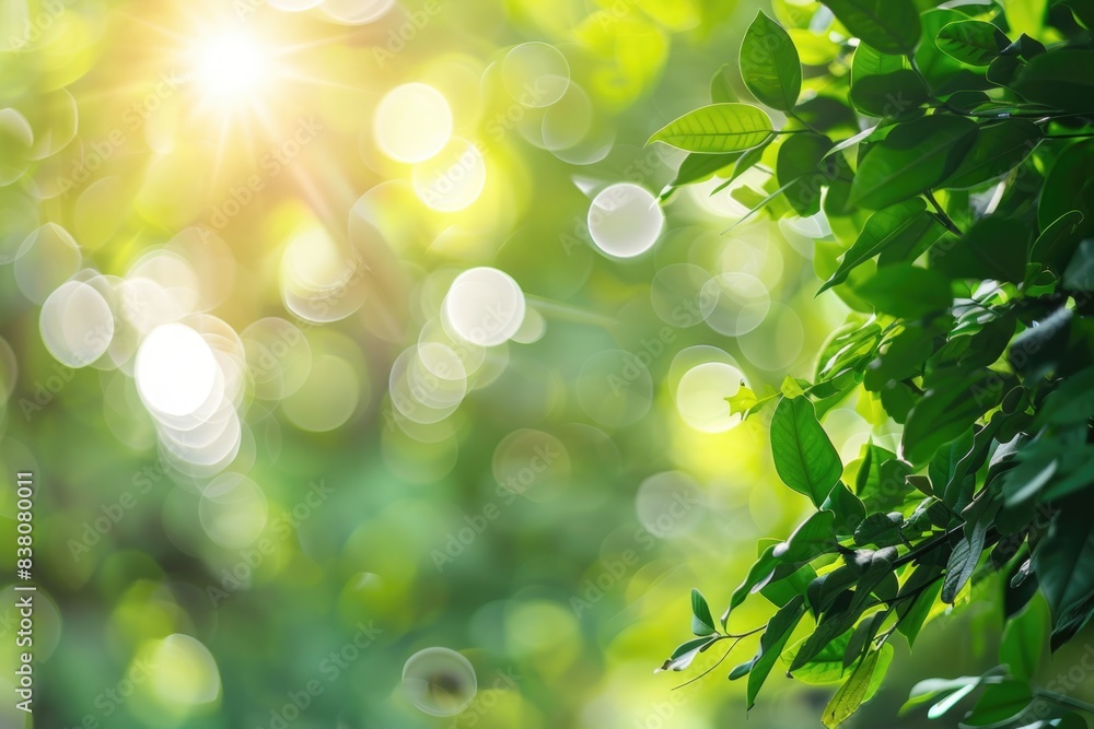 Tranquil Nature. Greenery Evergreen Blur Background with Bright Sunlight Tranquil Nature. Greenery Evergreen Blur Background with Bright Sunlight