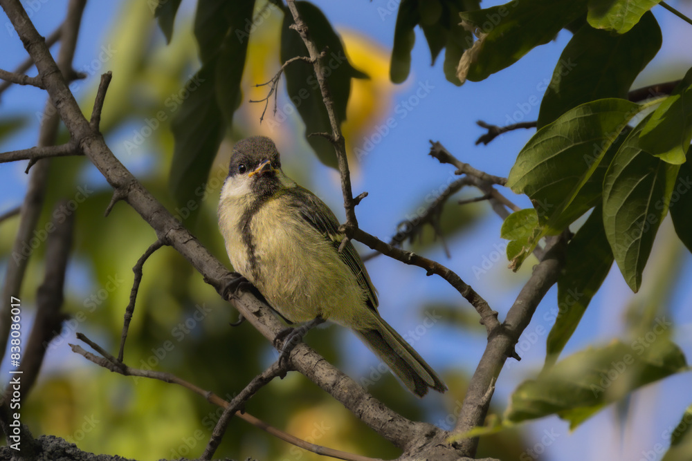 Great Tit perched on a tree branch in the morning light Great Tit perched on a tree branch in the morning light