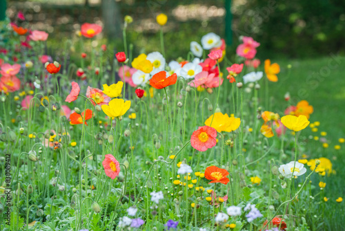 Spring Park Monet Garden Flower Sea