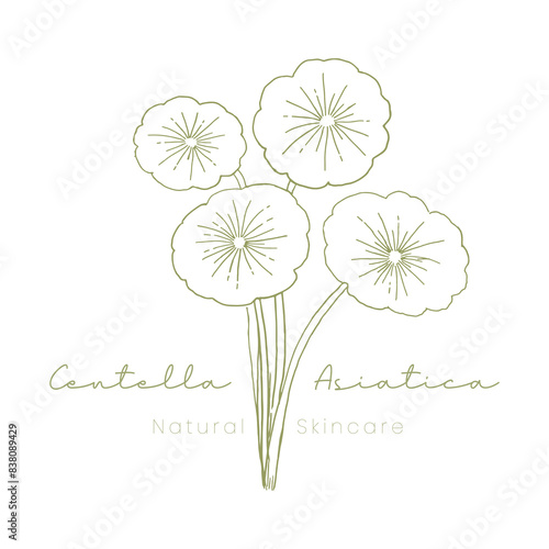 Centella Asiatica Skincare Logo for Natural  Look