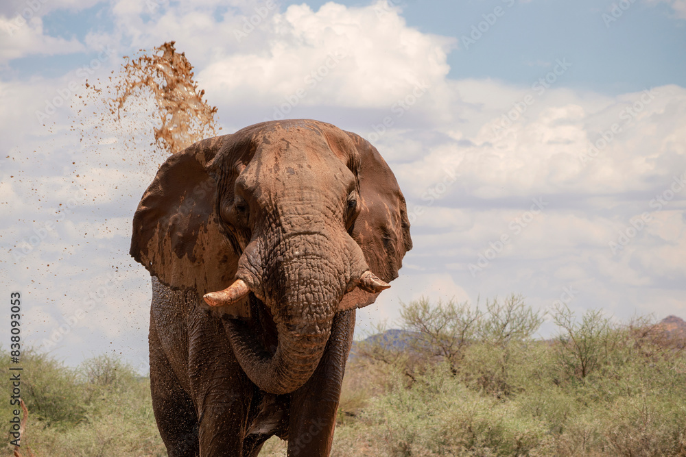 Obraz premium Wild african animal. Close up of the African Bush Elephant in the grassland on a sunny day.
