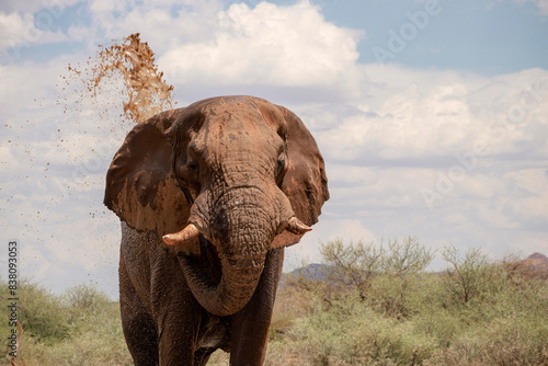 Wild african animal. Close up of the African Bush Elephant in the grassland on a sunny day.