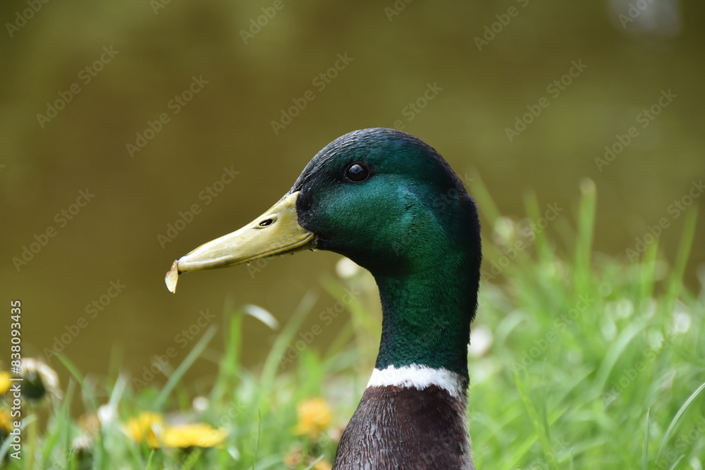 Obraz premium Stockenten-Kopf