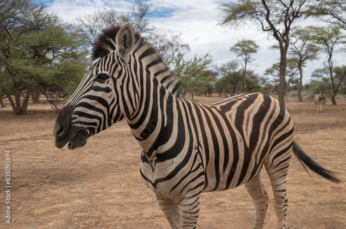 Wild african life.  Namibian zebra standing in the middle of the savannah.