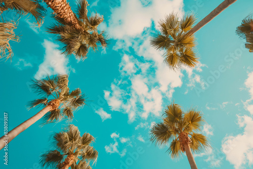 bottom view of palm trees and sky with clouds © DenisNata
