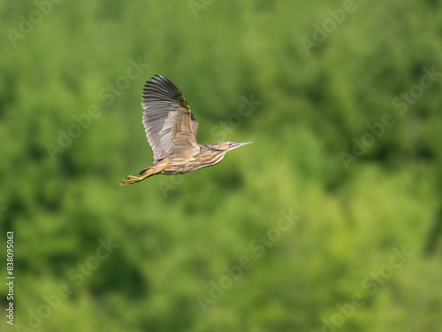 American Bittern in flight against green background