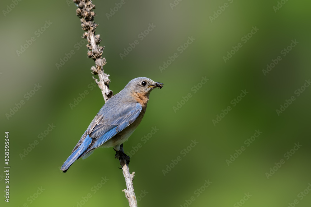 Fototapeta premium Female Eastern Bluebird on tree branch on green background