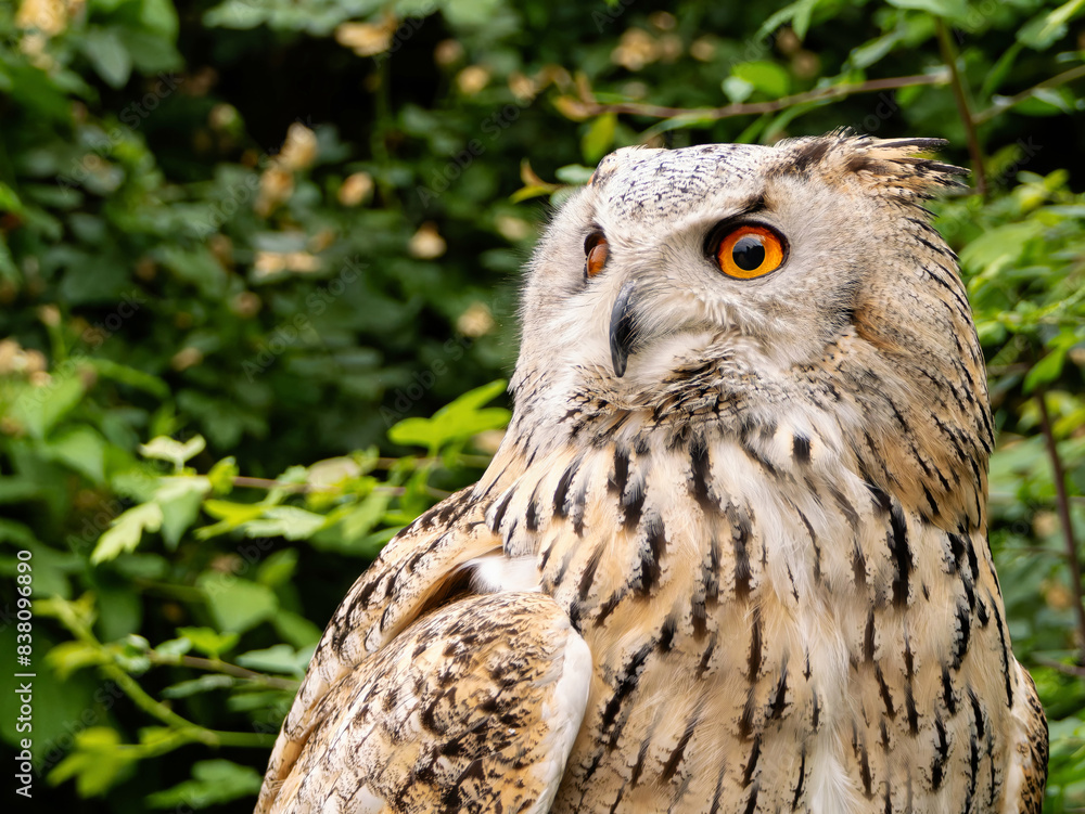 Obraz premium Beautiful eurasian great horned eagle owl portrait. (Bubo bubo) in summer nature, one of the largest species.
