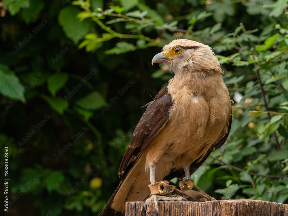 Obraz premium Striated Caracara, Yellow headed caracara sitti