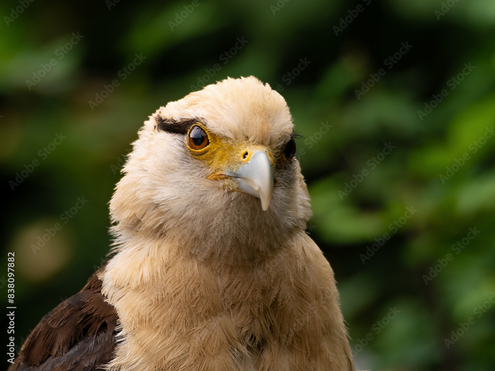 Naklejka premium Striated Caracara, Yellow headed caracara sitti