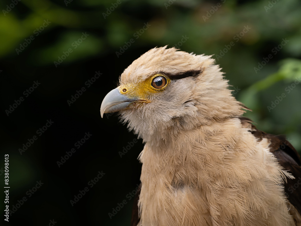 Striated Caracara, Yellow headed caracara sitti Striated Caracara, Yellow headed caracara sitti