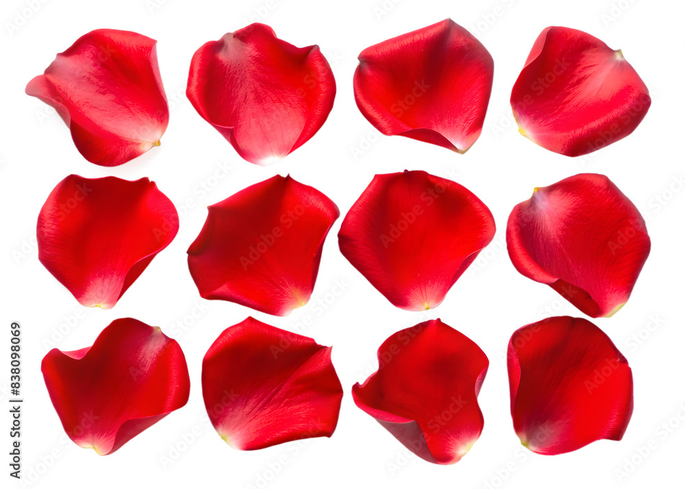 Fototapeta premium PNG A Set of Red Rose Flower Petals