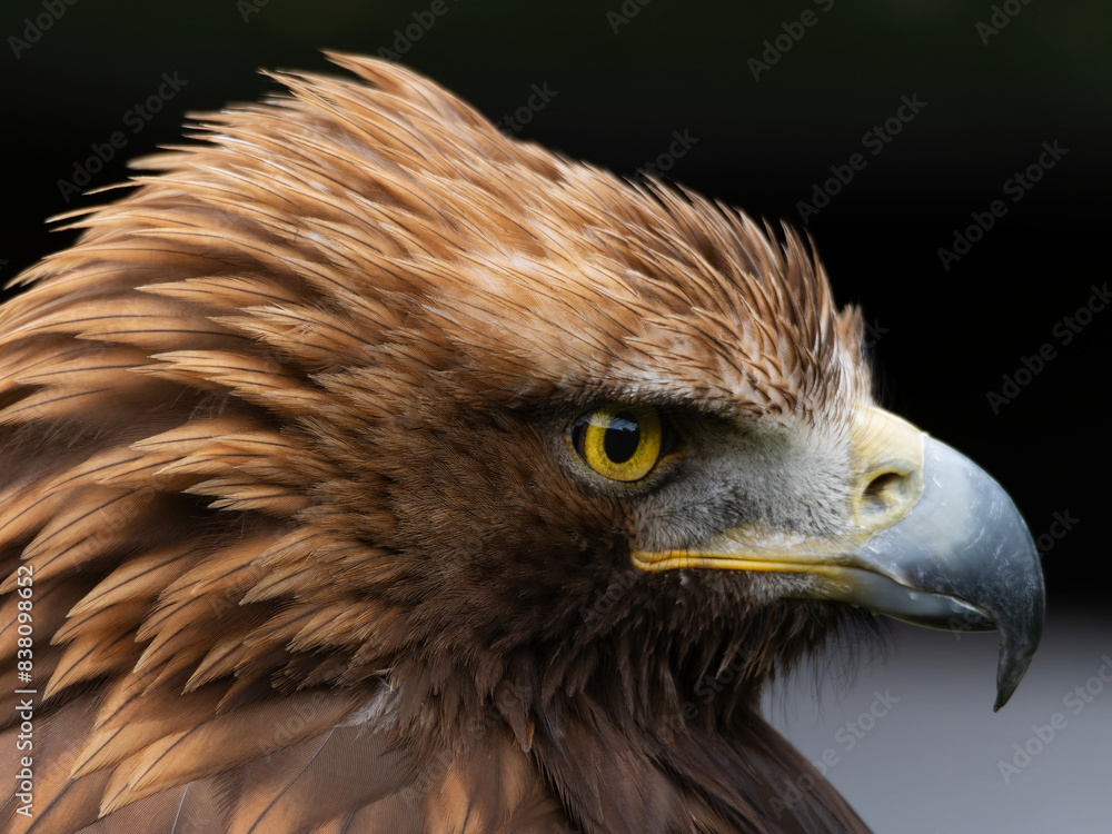 Fototapeta premium Portrait of a majestic Golden Eagle Aquila chrysalis. Majestic hawk icon, with its sharp profile and intense gaze, symbolizing vision, focus, and determination.