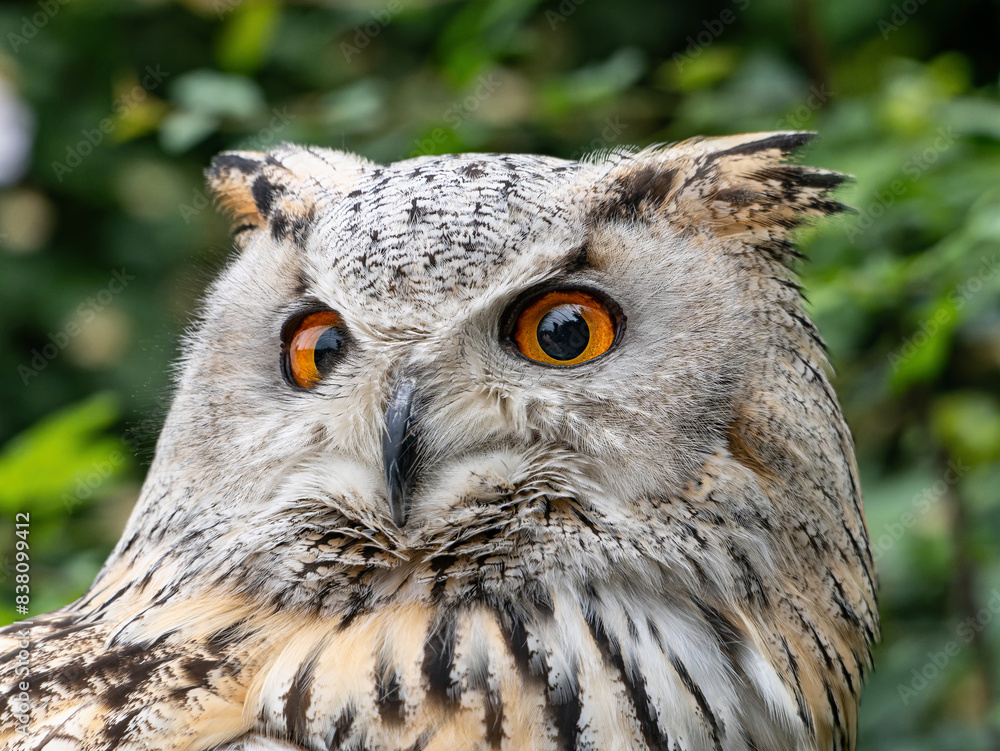 Naklejka premium Beautiful eurasian great horned eagle owl portrait. (Bubo bubo) in summer nature, one of the largest species.