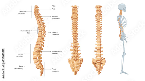 Human spinal column structure with backbone and spine skeletal icon